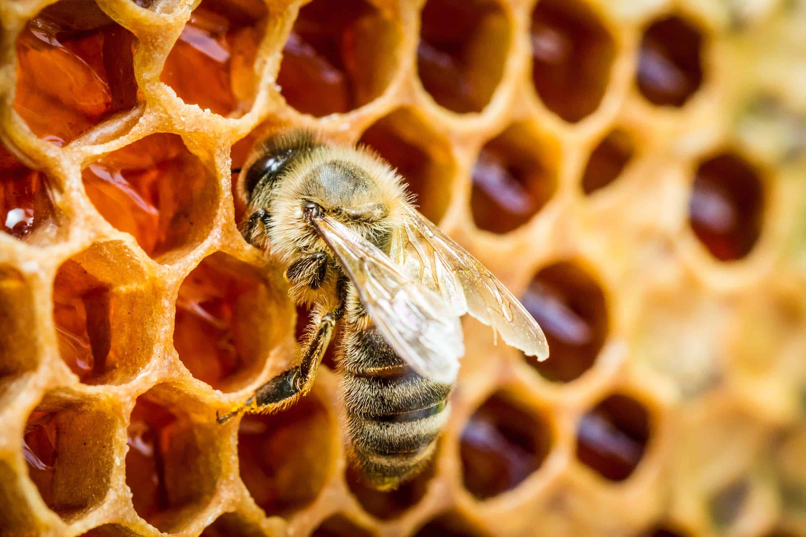 Пчелы получают мед. Бихайв («пчелиный улей»).. Пчелы соты улей. Медоносная пчела улей. Мёд в сотах.